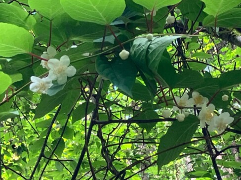 マタタビの白い花。清楚です。