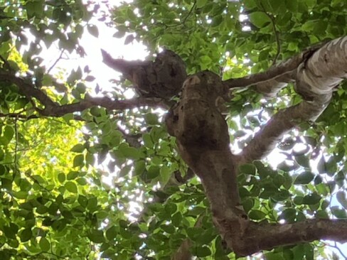 これは・・・2羽の鳥が、こんにちはしてるのかな?