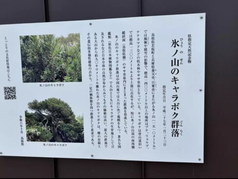 キャラボクと言えば大山ですけど・・・氷ノ山のキャラボクもすごいんだあ(>_<)