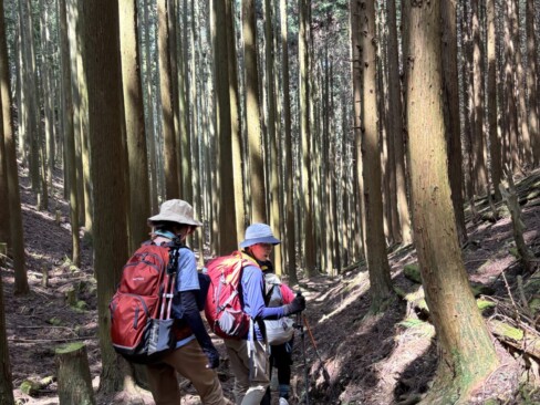 最初は、杉の植林帯を緩やかに登っていきます。