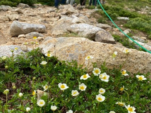 チングルマの群生地を抜けると「丸山ケルン」