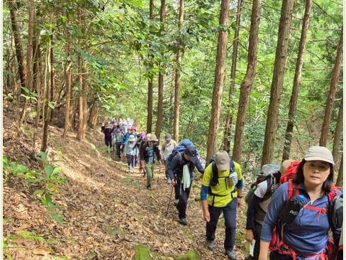 そこそこ急な杉の植林帯。