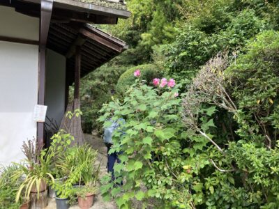 酔芙蓉の花が見事に咲いていました。