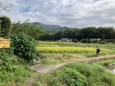 ゆるやかにカーブする道と稔りの時期を迎えた秋の田畑、後方に聳える山々が織り成す美しい風景です。