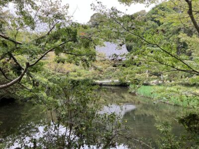 境内の庭の広さは1万2000坪余。池の周りには多くのカエデが植栽されていました。