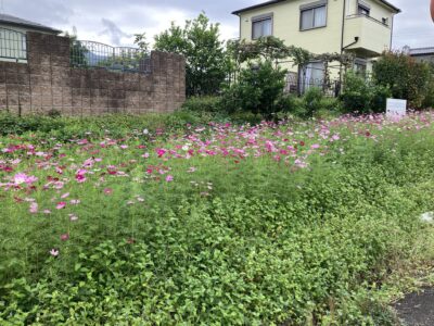 道ゆく人々の疲れが思わず癒されるように咲き誇るコスモスの群生