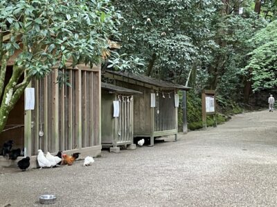 境内では「神の使い」として崇められているニワトリが多数飼われています。