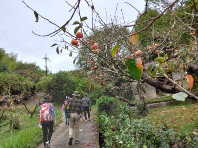 柿は日本の国果。この山の辺の道の至る所で大振りの柿が見事に実り、日本の原風景を象徴しているかの様でした。