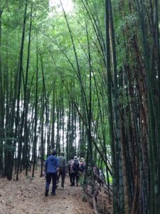 竹林の中を抜ける山の辺の道