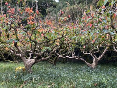 奈良県は柿の生産量で、和歌山県に次いで国内で第2位だそうです。