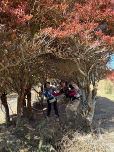 ドウダンツツジのトンネル。きれいに紅葉しています。