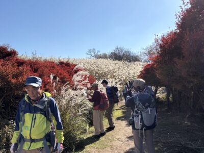 ススキとドウダンツツジのコラボ(*^_^*)