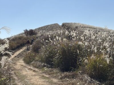 ススキの足元には、センブリが。つぼみのが多かったですけど