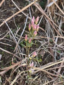 これから咲くのですね。