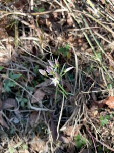 こちらのセンブリは、かわいく咲いていますね。