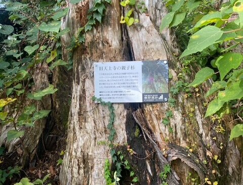 旧天上寺の裏にあった親子杉。3本に分かれた幹が親子の様に並んでいたけれど、平成30年の台風で折れてしまったらしい。