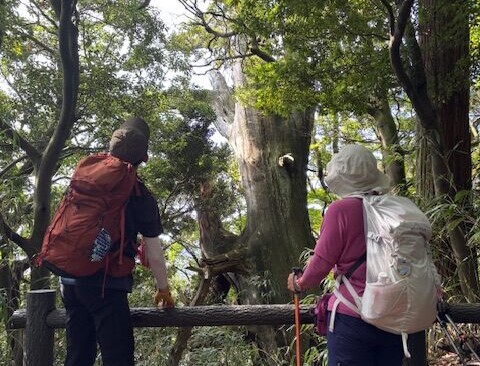 旧摩耶の大杉。約200年前の大水害で生き残ったけれど、昭和51年の旧摩耶天上寺の大火災で火をかぶったことで枯死してしまったとか。