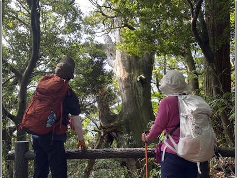 旧摩耶の大杉。約200年前の大水害で生き残ったけれど、昭和51年の旧摩耶天上寺の大火災で火をかぶったことで枯死してしまったとか。
