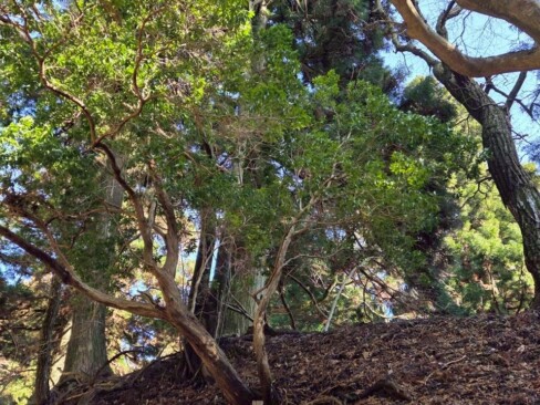 地元の消防団の方が立ててくださっているのですね。励まされます(*^_^*)