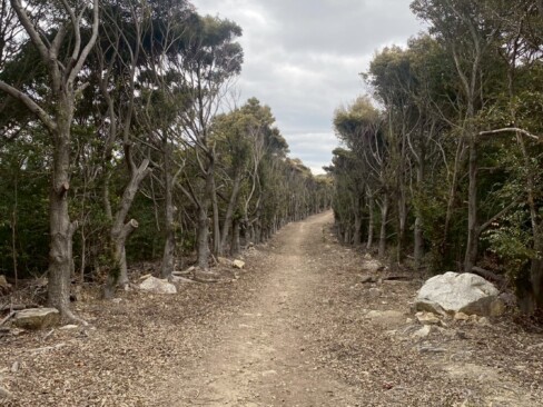 後山目指して歩きます。