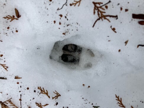 これは・・?鹿ちゃんの足跡かな?