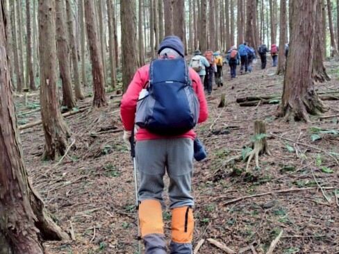 まっすぐに伸びた杉の木立の中を歩きます。