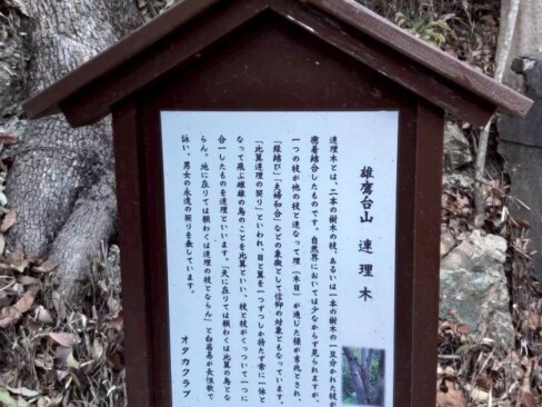 連理木というのですね。