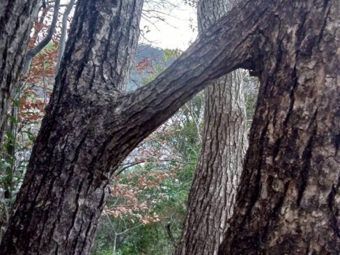 あららーーー、木がつながっていますね