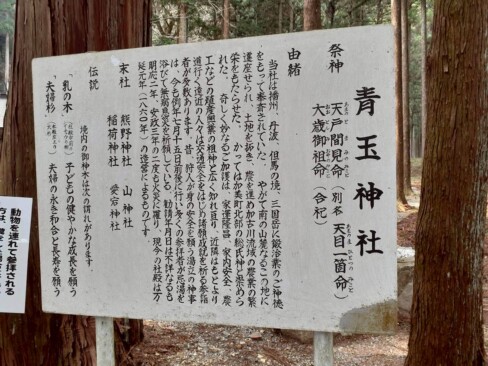 乳イチョウと夫婦杉がご神木なのですね。