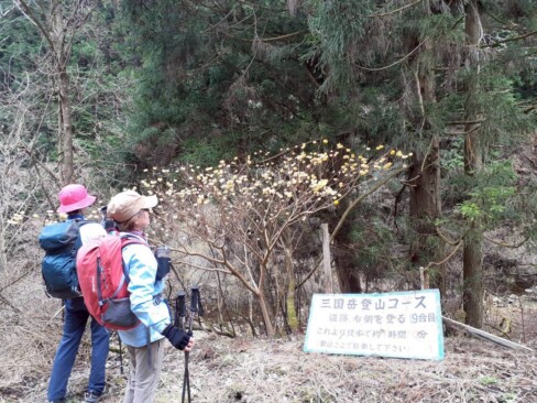 登山道のそばにもミツマタが咲いていて、元気をくれます。