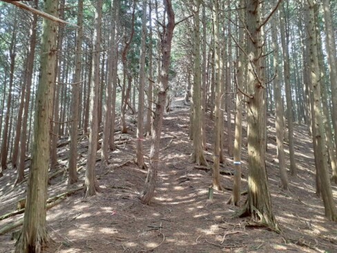 整備された杉林ですね。