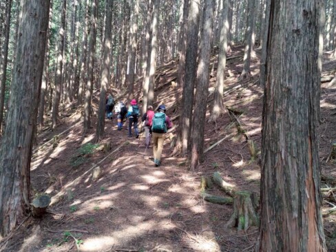 歩きやすい、きれいな登山道です。