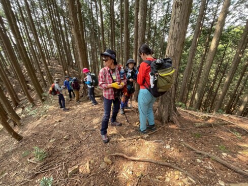 杉木立が続きます。