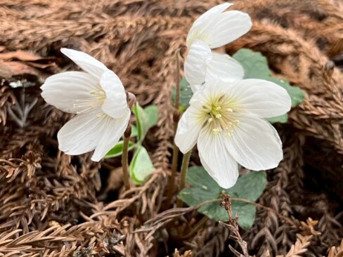 杉の足元にはミヤマカタバミ