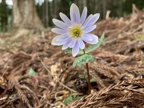 こんなところにぽつんと・・・春の妖精さん。