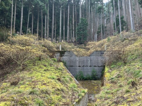 砂防ダムのあたりにミツマタの群生が(*⌒▽⌒*)