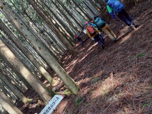 杉木立へと入っていきます。