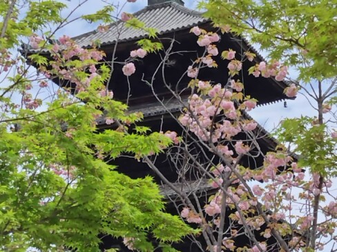 五重塔と桜。古都の春を象徴する優美な風景