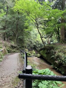 付近は豊かな樹々に覆われています。