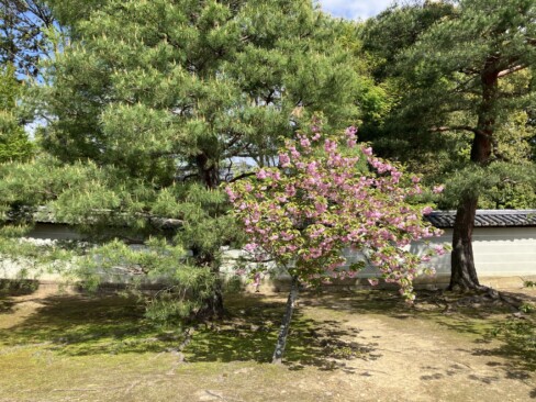 境内には御室桜以外にも松や楓など多くの樹木が美しく植栽されています。