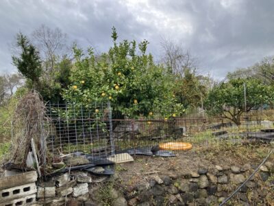 紫雲出山登山口近くに植えられていた瀬戸内レモン(?)