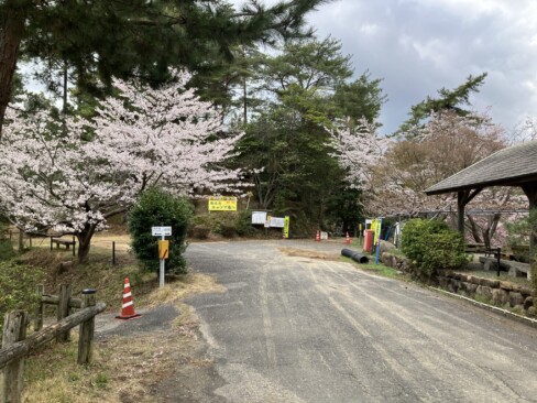 山頂手前の藤波池キャンプ場付近。この辺りから多くの桜と出会う事ができました。