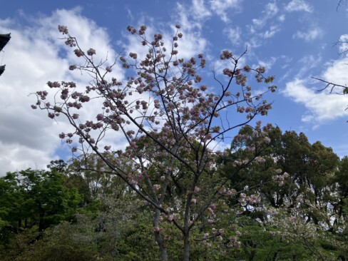 青空に映える八重桜