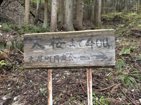 駐車場も整備されていて、わずか400mで大ザクラです。