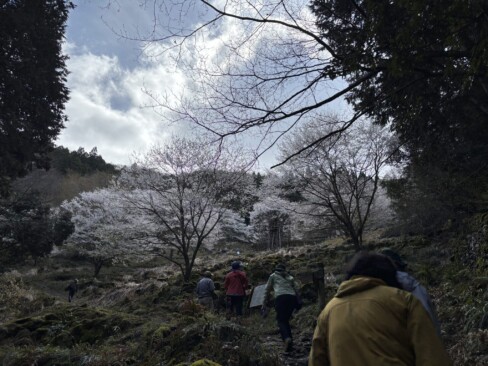大ザクラまでもう一息。