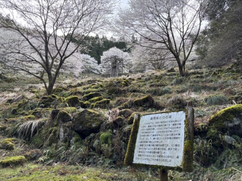 桑畑あとの山桜も満開です。