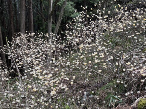 大ザクラに向かう途中には、ミツマタも。