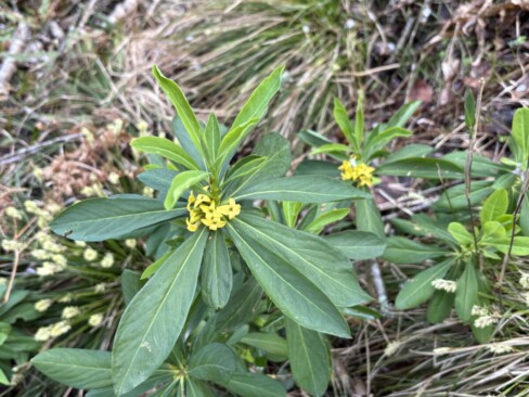 足元の黄色いお花は「ナニワズ」。夏には葉がなくなり「ナツボウズ」とも呼ばれるとか。