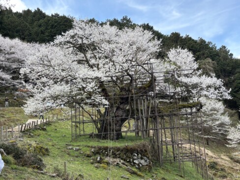 横から見ても、見事です。