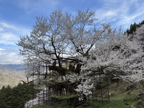 ちょうど満開🌸見事です♬